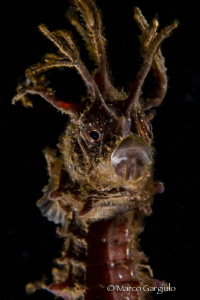 Hyppocampus, subsee +10 & Micro Nikkor 60 mm by Marco Gargiulo 